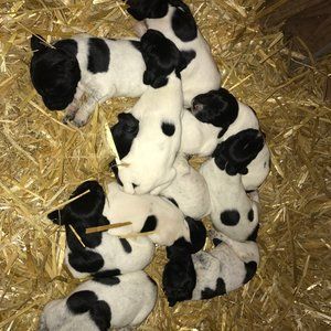 Meet your Posher, Craig